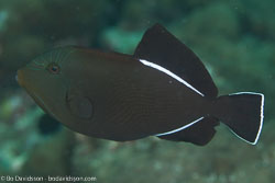BD-130713-Maldives-0500-Melichthys-indicus.-Randall---Klausewitz.-1973-[Indian-triggerfish].jpg